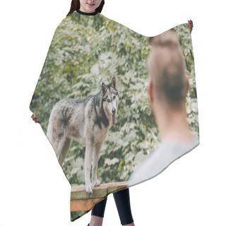 Personality  Selective Focus Of Cynologist Training With Husky On Dog Walk Obstacle Hair Cutting Cape