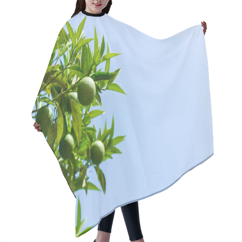 Personality  Green Young Lemon Leaf On Blue Sky Background. Hair Cutting Cape