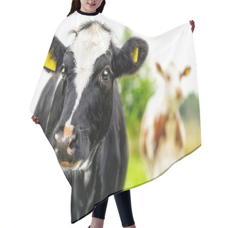 Personality  Calf Portrait Of Two Curious Cows Hair Cutting Cape
