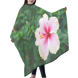 Personality  Shoe Flower, Hibiscus, Chinese Rose Or Hibiscus Rosa Sinensis Hair Cutting Cape