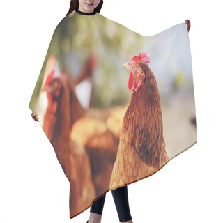Personality  Traditional Free Range Poultry Farming Hair Cutting Cape