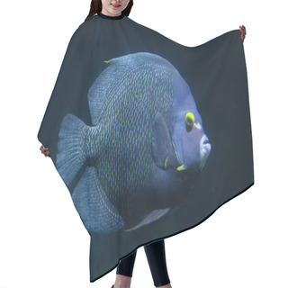 Personality  French Angelfish (Pomacanthus Paru). Hair Cutting Cape