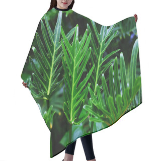 Personality  Close Up Green Leaves In Nature Background And Texture Hair Cutting Cape
