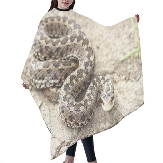 Personality  Orsini Adder On The Ground Hair Cutting Cape