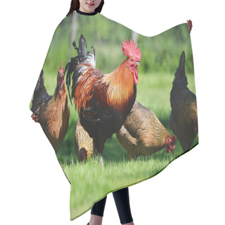 Personality  Rooster And Chickens On Traditional Free Range Poultry Farm Hair Cutting Cape