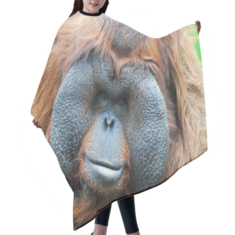 Personality  Orangutan - Monkey With Greater Cheeks Hair Cutting Cape