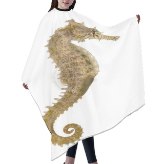Personality  Side View Of A Common Seahorse, Hippocampus Kuda, Isolated On Wh Hair Cutting Cape