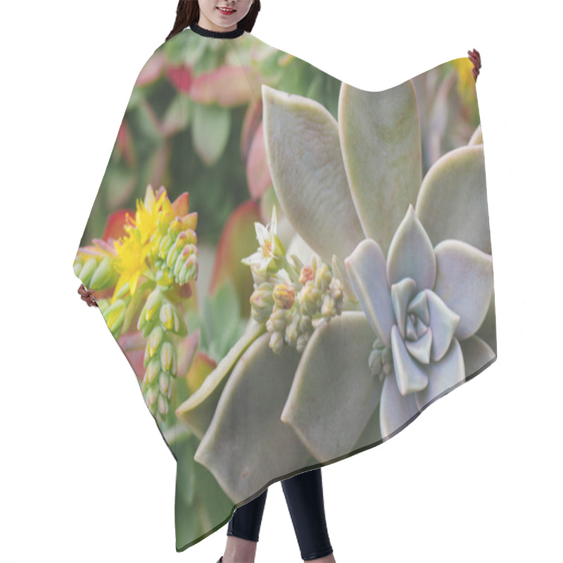Personality  Beautiful background with green blue succulents leaves with blossoming yellow flowers, exotic garden plants in bloom. Graptopetalum paraguayense. Ghost plant blooming in spring day. Floriculture. hair cutting cape