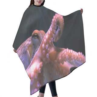 Personality  Octopus On Dark Background. Close Up Hair Cutting Cape