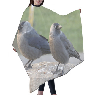 Personality  Two Jackdaws Waiting Hair Cutting Cape