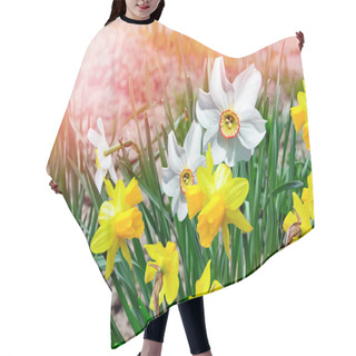 Personality  Spring Landscape. Beautiful Spring Flowers Daffodils.  Hair Cutting Cape