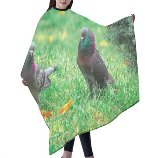 Personality  Loving Pigeon Birds Walking On Grass Hair Cutting Cape