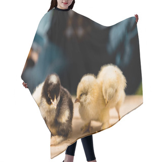 Personality  Partial View Of Male Farmer Holding Wooden Board With Adorable Baby Chicks Outdoors  Hair Cutting Cape