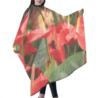 Personality  Red Anthurium Flowers Hair Cutting Cape