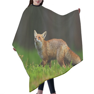 Personality  Running Red Fox Hair Cutting Cape