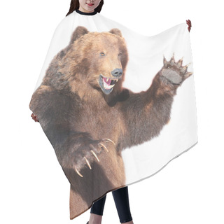 Personality  Taxidermy Of A Kamchatka Brown Bear  Hair Cutting Cape