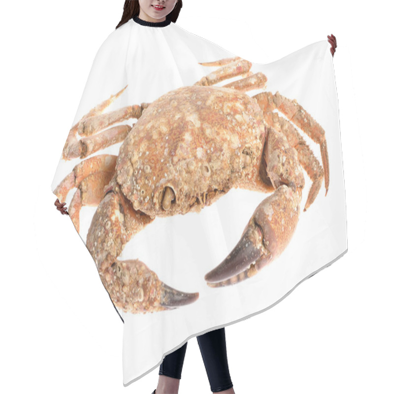 Personality  Edible Shore Crab Covered With Sea Molluscs Isolated On White Hair Cutting Cape