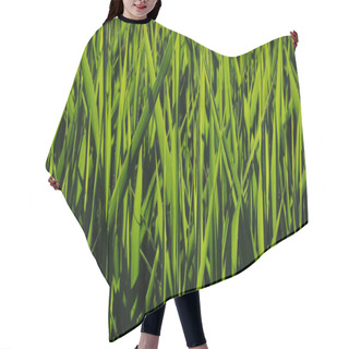 Personality  Bright Green Grass In The Sunlight. Hair Cutting Cape