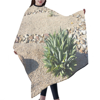 Personality  Desert Landscaping With Native Drought Tolerant Agave Succulents, Golden Barrel Cacti, Natural Boulder And Rocks In Phoenix, Arizona Hair Cutting Cape