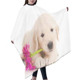 Personality  Golden Retriever Puppy With Flower Hair Cutting Cape