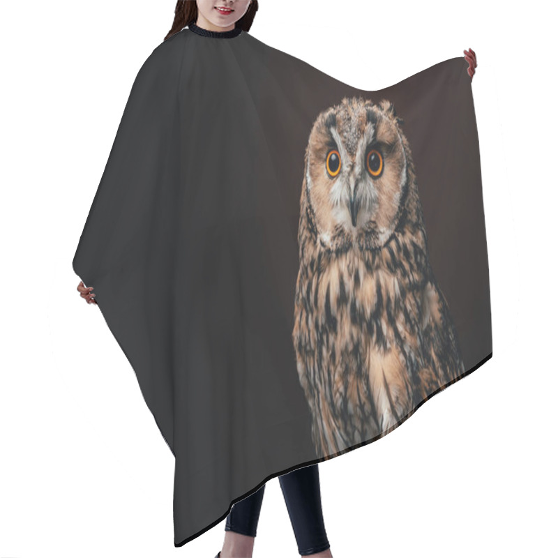 Personality  Cute Wild Owl Isolated On Black Hair Cutting Cape