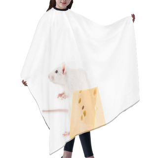 Personality  Rat And Cheese On White Background With Copy Space In New Year  Hair Cutting Cape