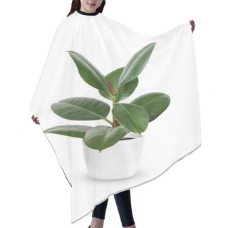 Personality  Young Ficus Elastica A Potted Plant Isolated Over Whit Hair Cutting Cape