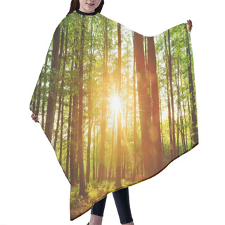Personality  Lovely Sunset Behind The Forrest In Upper Franconia Hair Cutting Cape