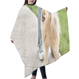 Personality  Cropped View Of Woman Near Cute Pomeranian Spitz Sticking Out Tongue On City Street, Banner Hair Cutting Cape
