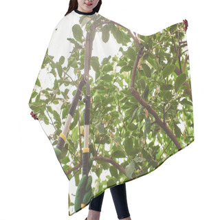 Personality  Cropped Shot Of Gardener In Gloves Cutting Branch On Tree With Big Gardening Scissors In Greenhouse Hair Cutting Cape