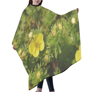 Personality  Shrubby Cinquefoil Sommerflor Hair Cutting Cape