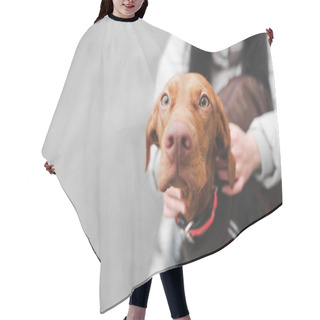 Personality  Woman Holds A Dog On The Street, The Focus On The Face Of A Brow Hair Cutting Cape