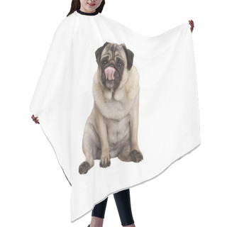 Personality  Cute Pug Puppy Dog Sitting Down Licking Nose, Isolated On White Background Hair Cutting Cape