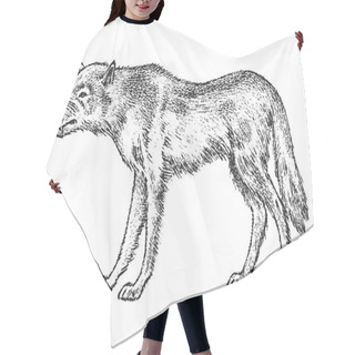 Personality  Gray Wolf, Wild Animal. Symbol Of The North And The Forest. Vintage Monochrome Style. Predator In Europe. Engraved Hand Drawn Sketch For Banner Or Label. Hair Cutting Cape