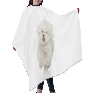 Personality  A Dog Of Bichon Frize Breed Isolated On White Color Hair Cutting Cape