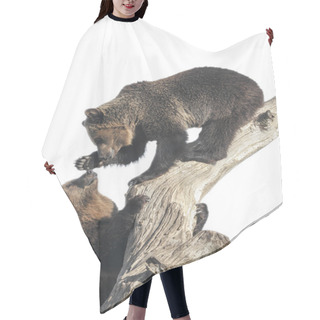Personality  Two Playful Bears Climbing On The Tree Hair Cutting Cape