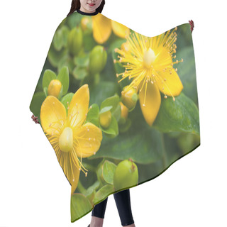 Personality  St. John's Wort Hair Cutting Cape
