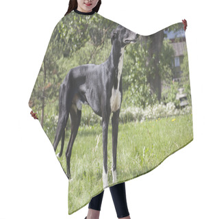 Personality  Hort Greyhound Hair Cutting Cape