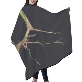 Personality  Grass Root Closeup Hair Cutting Cape