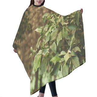 Personality  Fresh And Green Leaves Of Tree In Natural Environment With Blurred Background, Foliage In Forest Hair Cutting Cape