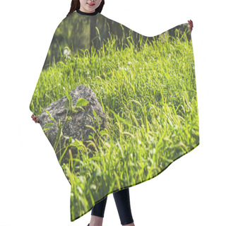 Personality  Close-up Shot Of Rock Lying In Green Grass Under Sunlight Hair Cutting Cape