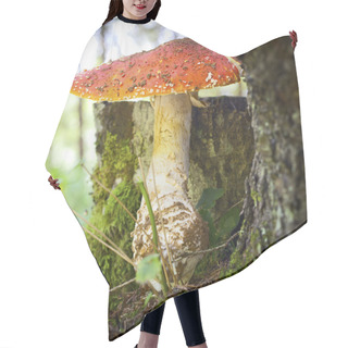 Personality  Toadstool In Forest Hair Cutting Cape