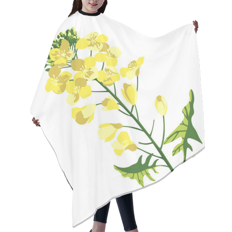 Personality  Rape Blossom, Flowering Rapeseed Canola Or Colza, Blooming Brassica Napus Yellow Flower, Oil Seed, Plant For Oil Industry And Green Energy. Isolated, Hand Drawn Vector Illustration On White Hair Cutting Cape