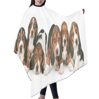 Personality  Litter Of Basset Hound Puppies Hair Cutting Cape