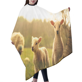 Personality  Spring Lambs Hair Cutting Cape