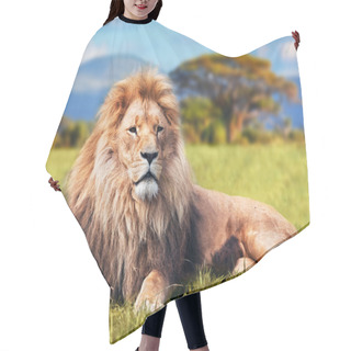 Personality  Big Lion Lying On Savannah Grass Hair Cutting Cape