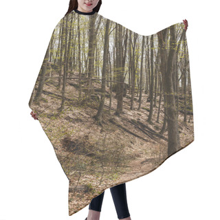 Personality  Trail Between Woods In Forest In Spring  Hair Cutting Cape