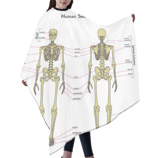 Personality  Human Skeleton, Front And Rear View With Explanatations. Hair Cutting Cape