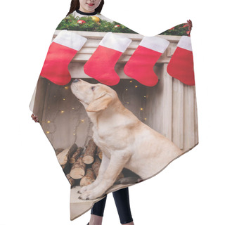 Personality  Labrador At Fireplace With Christmas Socks Hair Cutting Cape