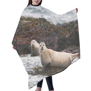 Personality  A Seal Relaxing On A Rock Hair Cutting Cape